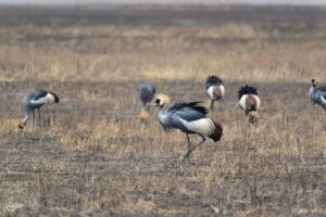 Group of cranes in the savanna 