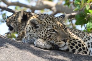 Leopard resting with cub