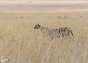 Great shot from our Safari Vehicle of Cheetah walking through tall grass.