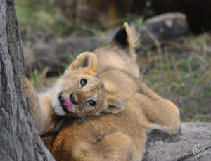 Two young lions laying in the shade seen while on small group safari