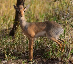 Dik-dik antelope