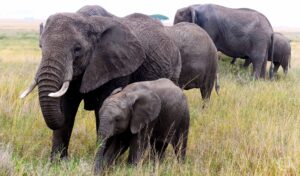 Elephant mother and calf spotted on safari