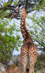 Tall giraffe eating 