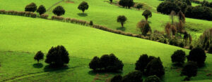 BioTrek Adventure Travel Tours - New Zealand green fields