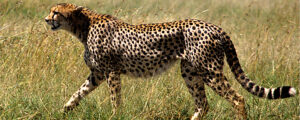 BioTrek Adventure Travel Tours - Tanzania cheetah