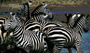 Tanzania Safari zebra Biotrek Adventure Travel Tours