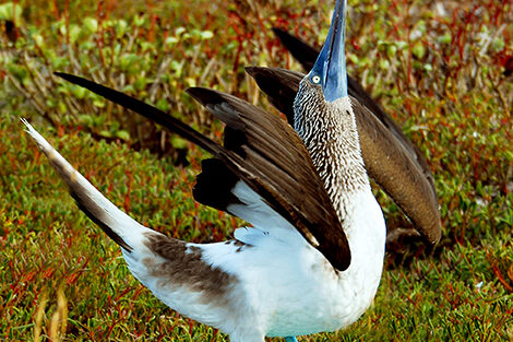 bluefooted-dance-8241-SM