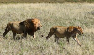 Male and Female Lions Walking in long grass
